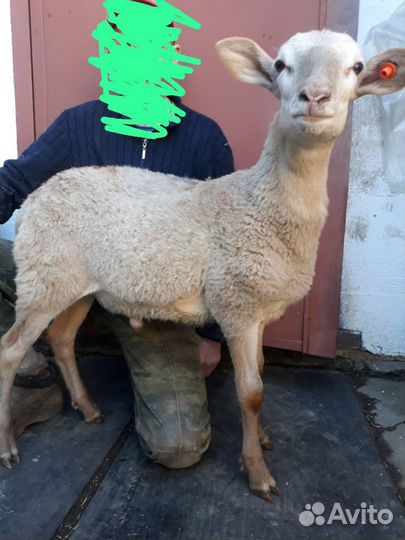 Баран чистокровный катумский