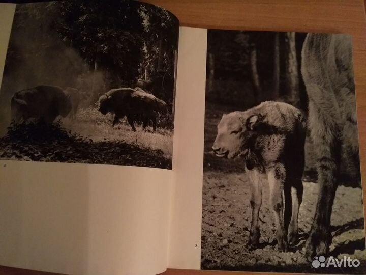 Влодзимеж Пухальский. Обитатели леса