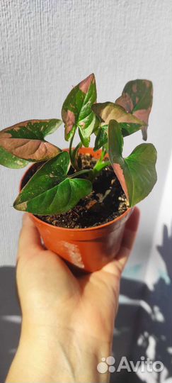 Сингониум Ред спот