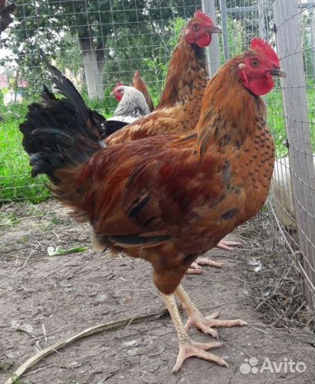 Петушки молодки