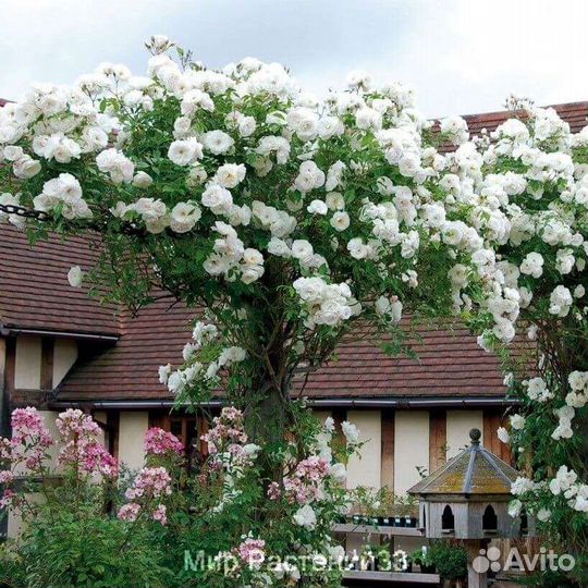 Розы разных сортов