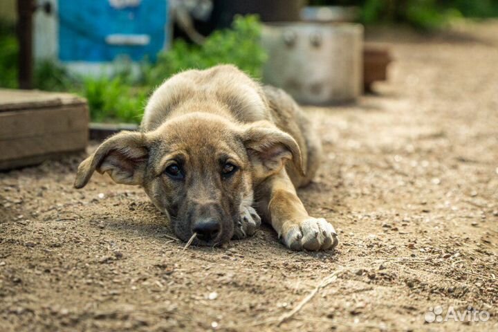 Маленькая красавица Хильда в самые добрые руки