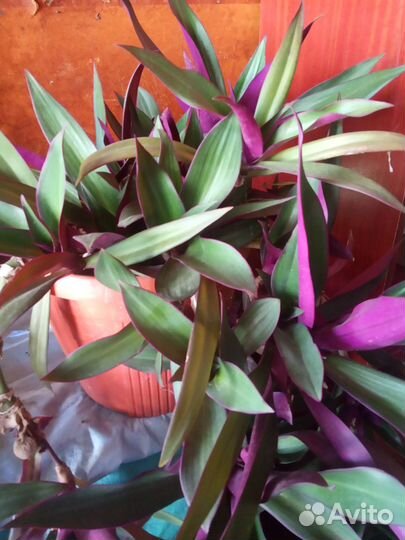 Традесканция