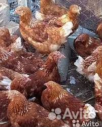 Куры несушки молодки