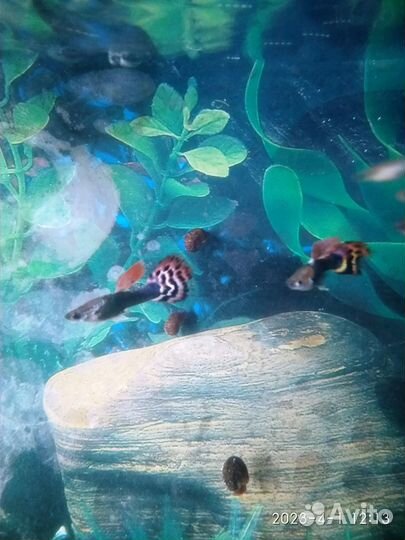 Аквариумные рыбки гуппи