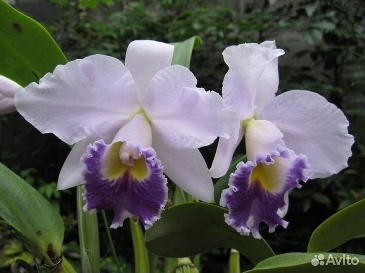 Катлея Lc. Hiroshima Melody 'Blue Genie'