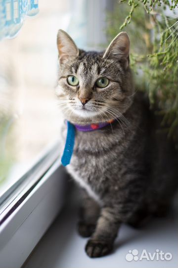 Кошка в дар