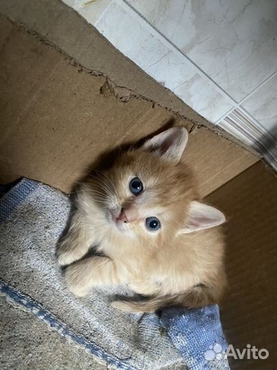 Кошка