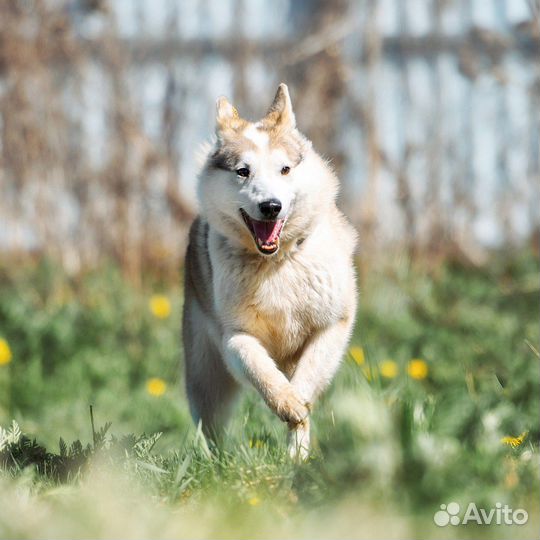 Собака ищет дом