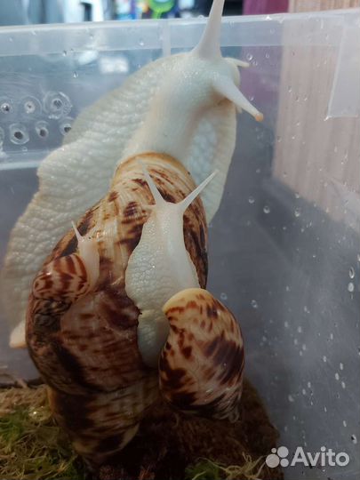 Улитки ахатины