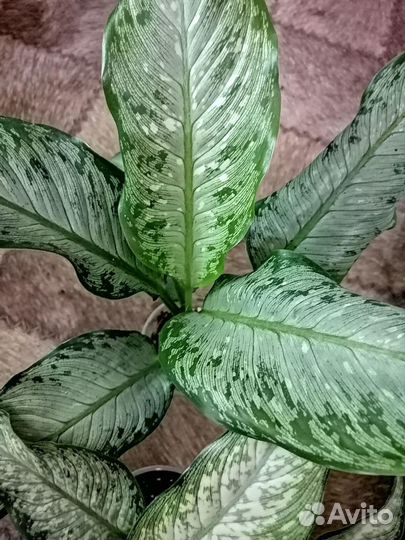 Диффенбахии красивые
