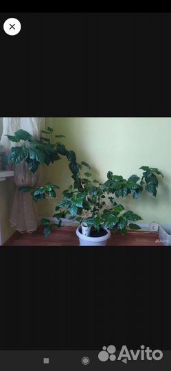 Гибискус китайская роза