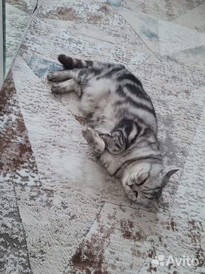 Кот для вязки