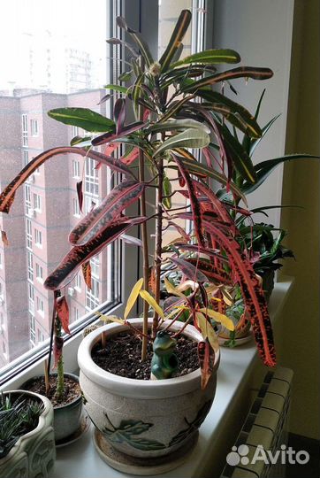 Кодиеум пестр.Victoria Golden Bell 