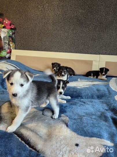 Щенки сибирской хаски