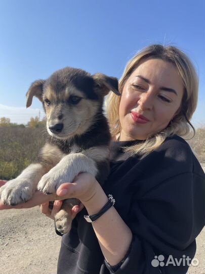 Отдам в добрые руки щенков от умной собачки
