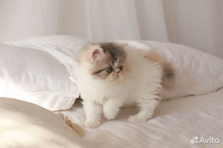 Персидская кошечка