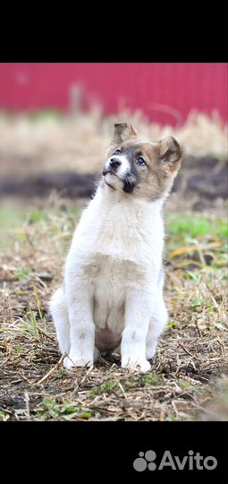 Щенок лайки из Якутии