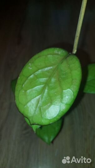 Хойя hoya