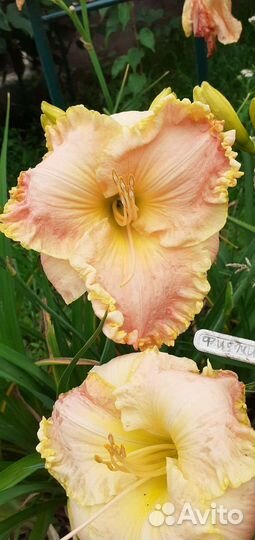 Лилейники сортовые 3