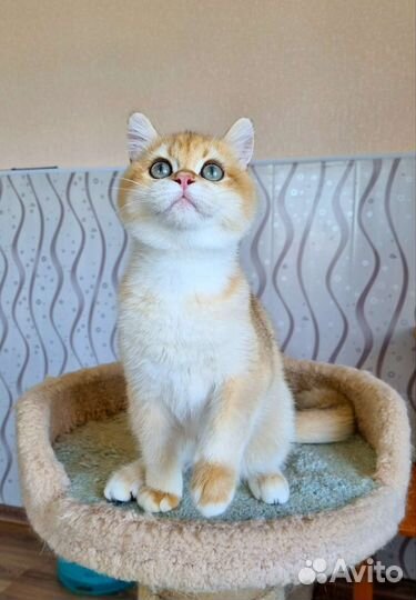 Золотой малыш