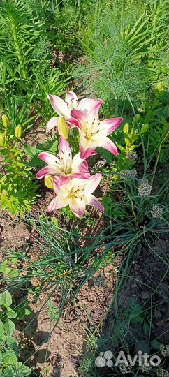 Лилия с луковицей