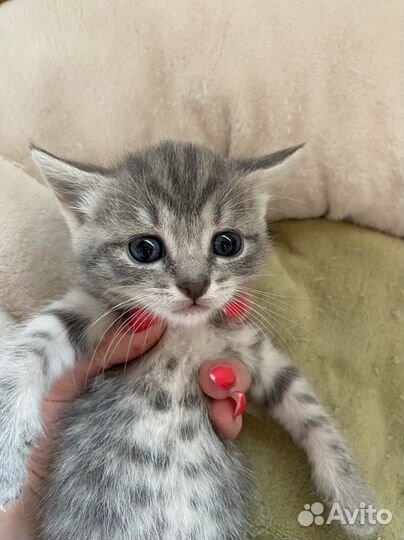 Котята в дар