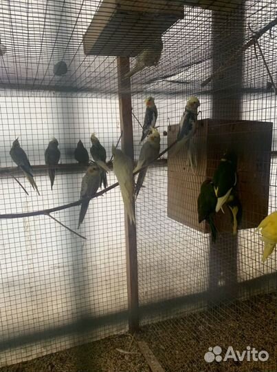 Кореллы и какарики