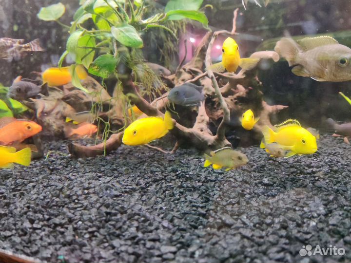 Малавийские цихлиды групп мбуна и утака