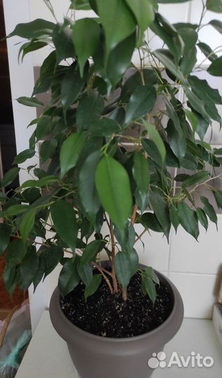 Комнатные растения