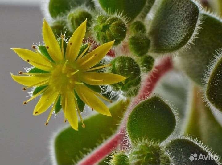 Аихризон-Дерево Любви