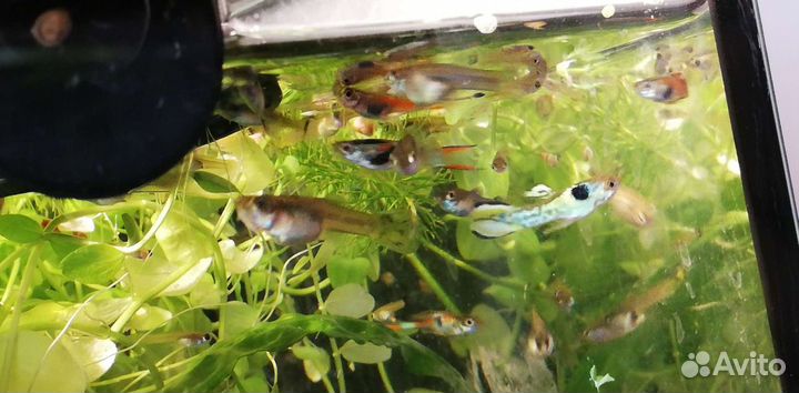 Аквариумные растения, Гуппи, коряги