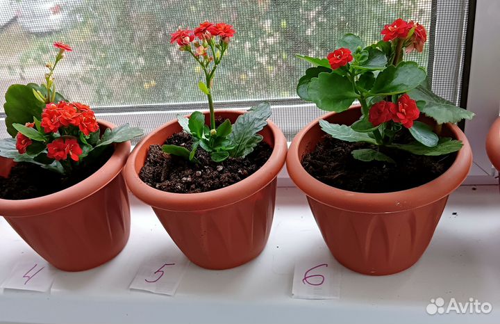 Каланхоэ Каландива, укоренённые листья