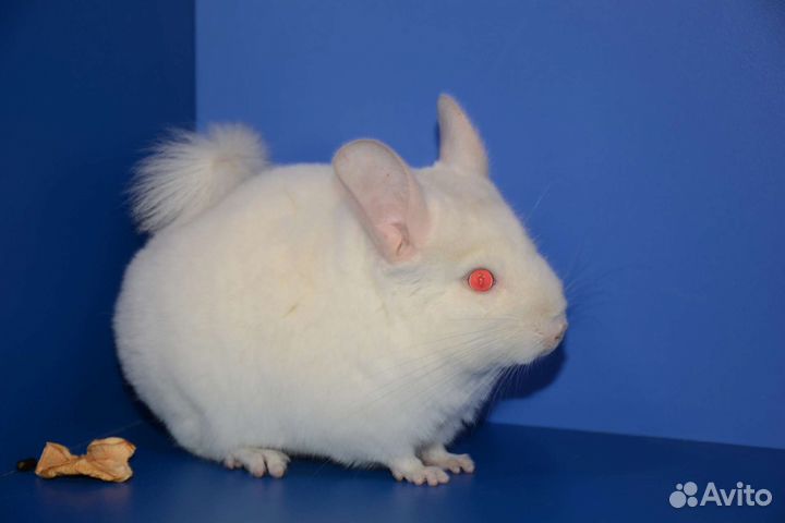 Шиншилла бр бриллиант