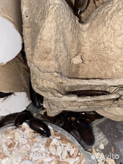 Кормовые насекомые