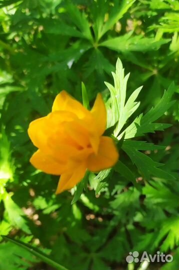 Цветы многолетники