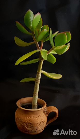 Денежное дерево - Толстянка (Крассула)