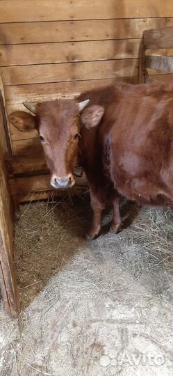Коровы и телки красногорбатовская