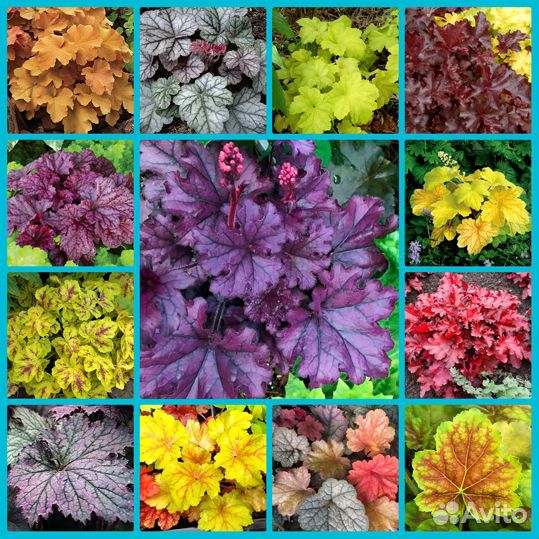 Пион Tom Eckhardt и другие пионы и многолетники