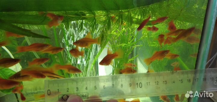 Растения, рыбки