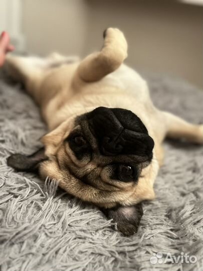 Вязка собак мопс