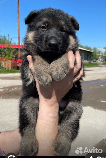 Щенки восточноевропейской овчарки