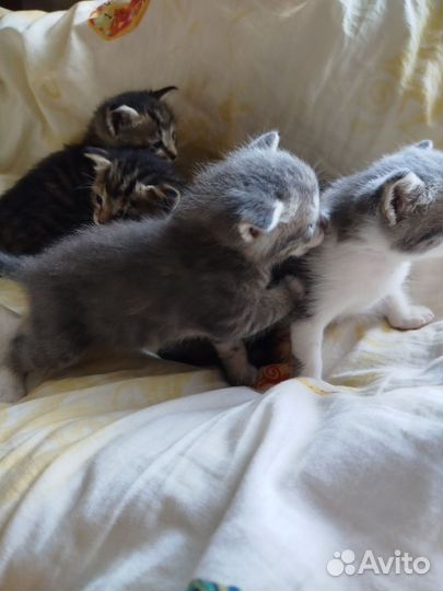 Шотландская