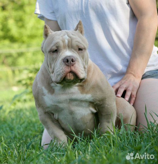 Американский булли покет щенки