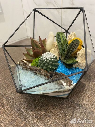 Флорариум, суккуленты