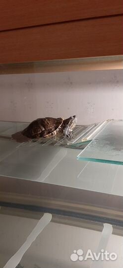 Отдам красноухую черпаху