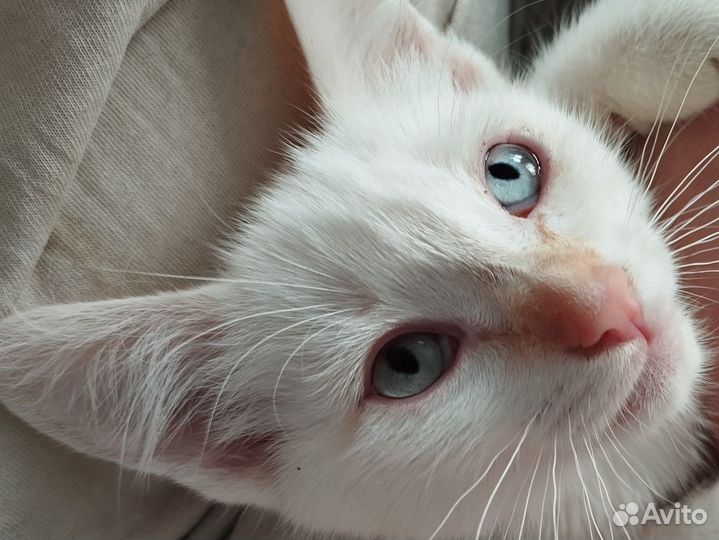 Котёнок