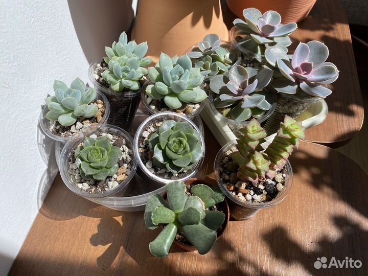 Суккуленты