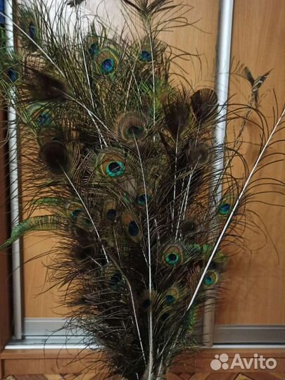 Павлиньи перья