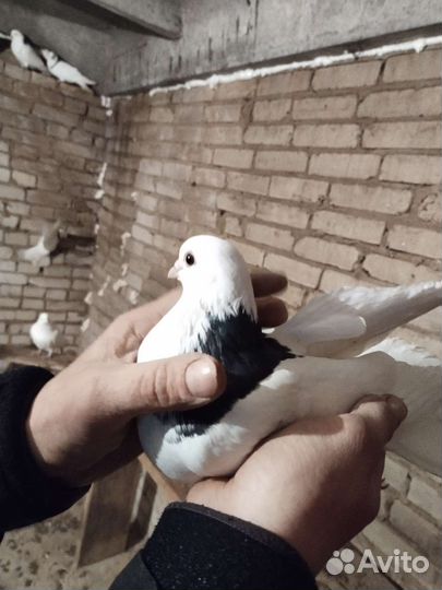 Продажа голубей